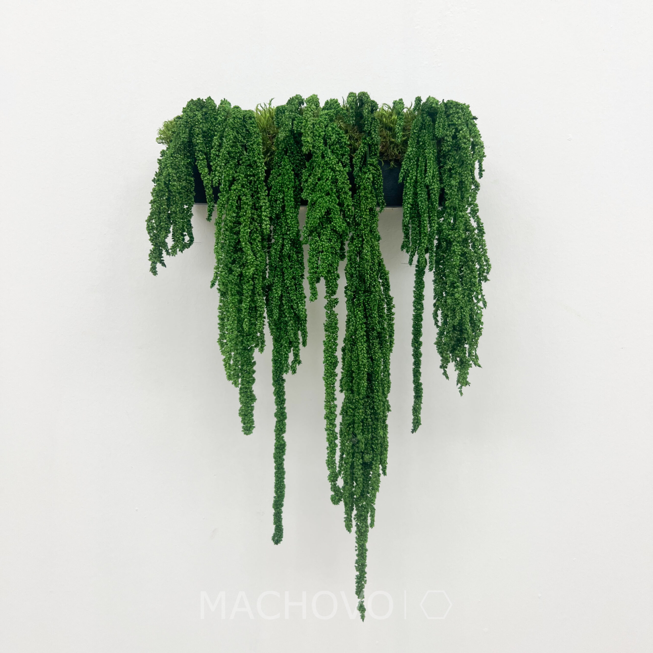 Rostlinná trojice - vodopád Amaranthus - Obrázek 6