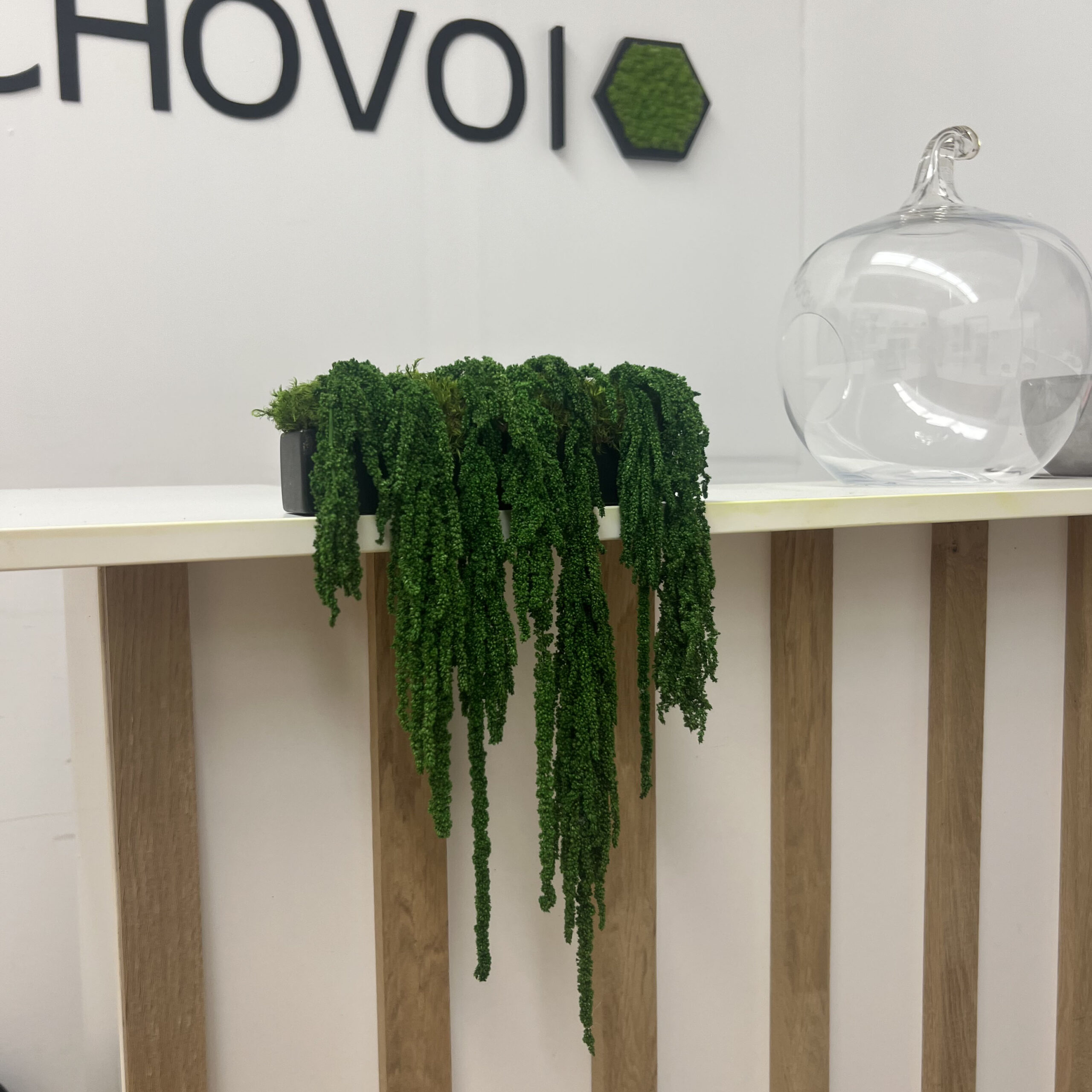 Rostlinná trojice - vodopád Amaranthus - Obrázek 3