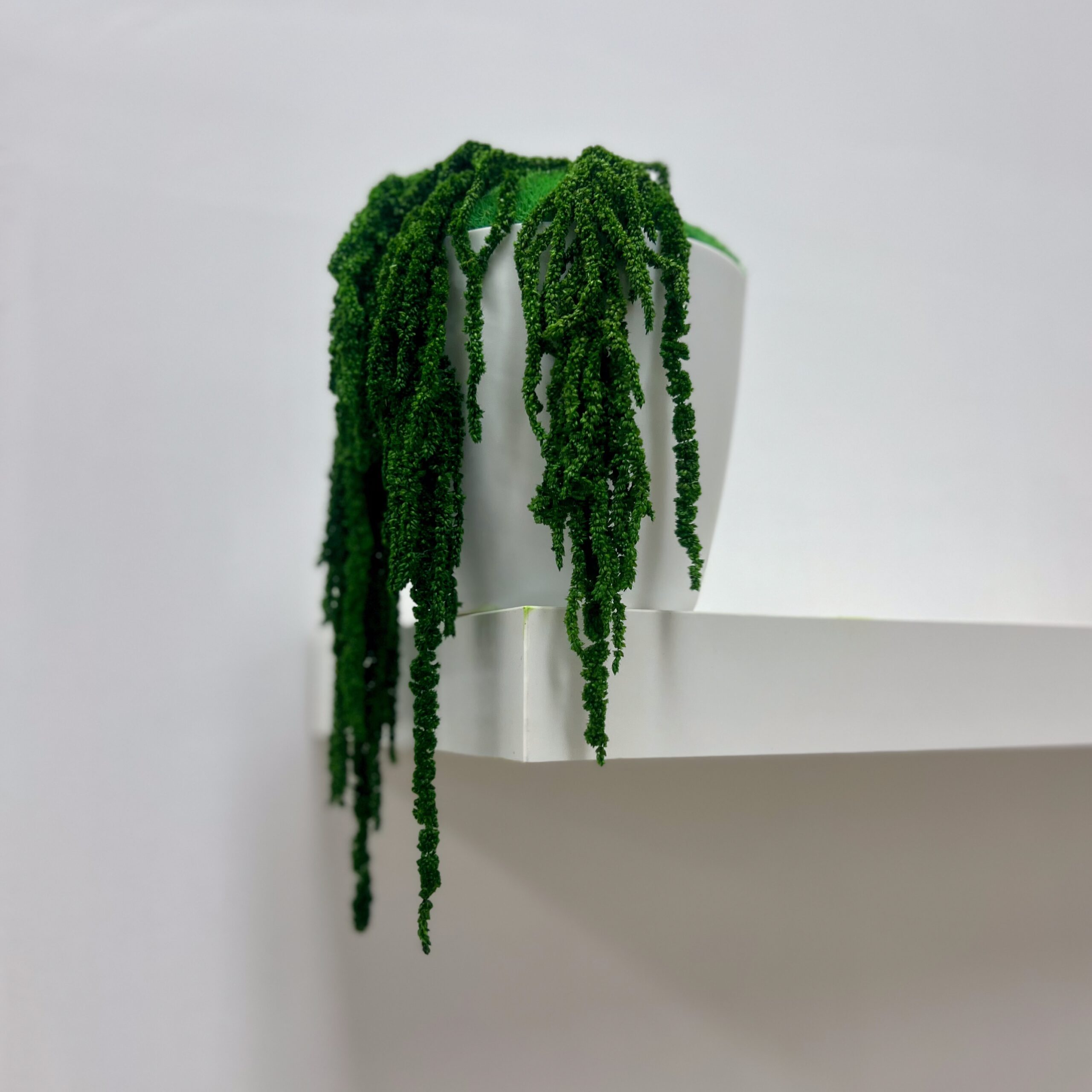 Rostlinná dekorace na stůl - vodopád Amaranthus - Obrázek 5